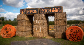 dunham massey ice cream farm pumpkin patch, dunham massey pumpkin patch 2022