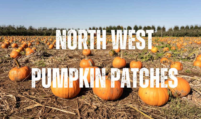 cheshire pumpkin patches, guide of all the pumpkin patches in north west england